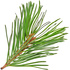 Stone pine